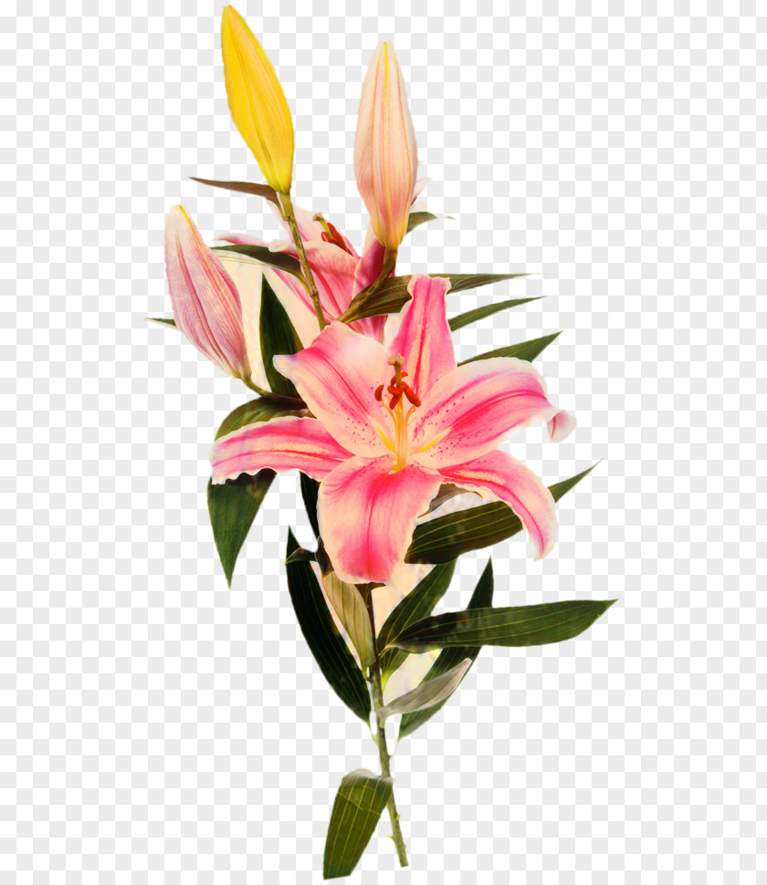 Floristry Cut Flowers Plant Stem Petal Pink M PNG