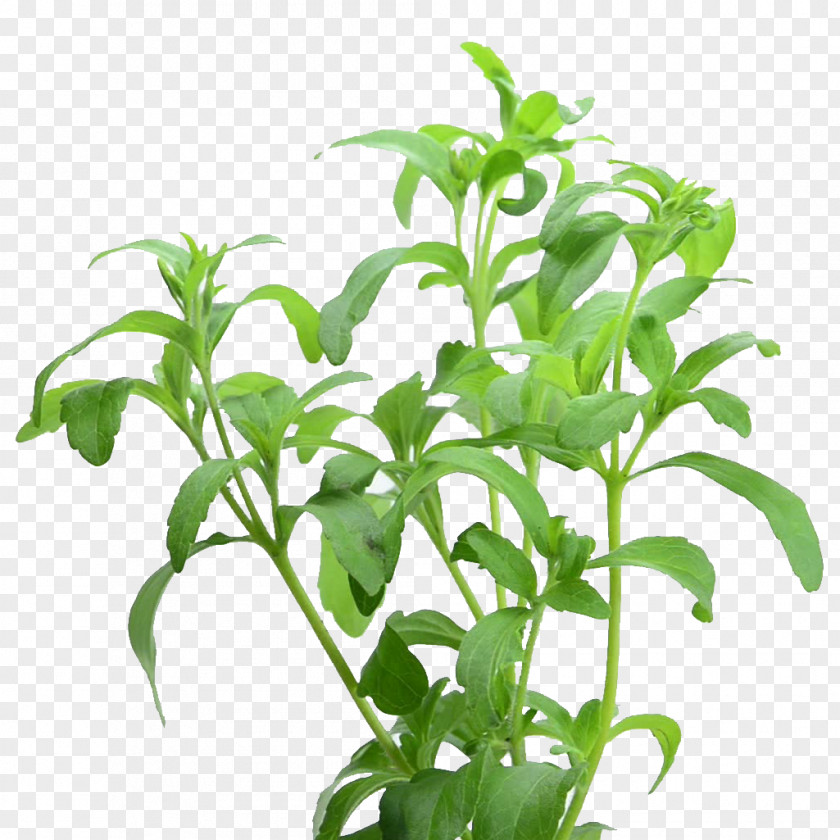Leaf Stevia Sweet Sugar Substitute Plant Stem Common Fig PNG