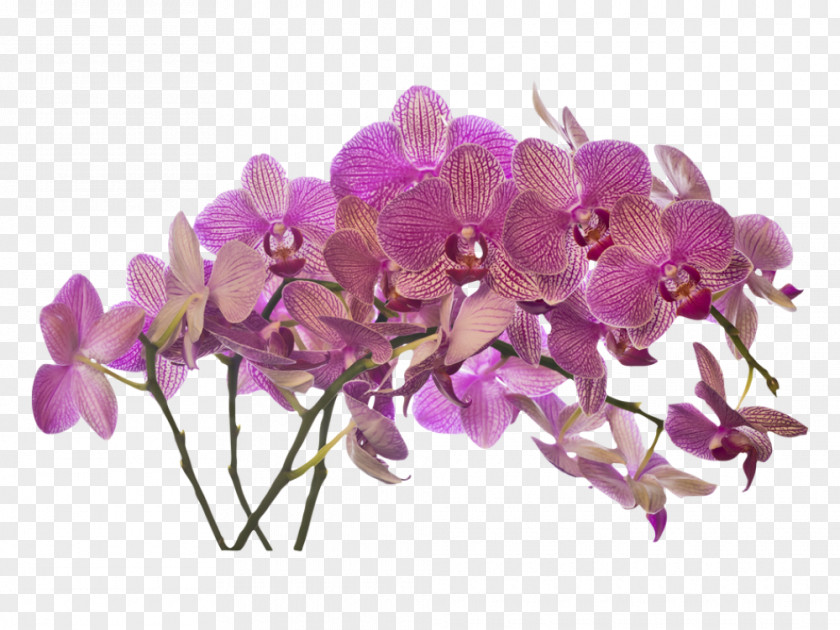 Orchids Mural Wall Decal Sticker Painting PNG