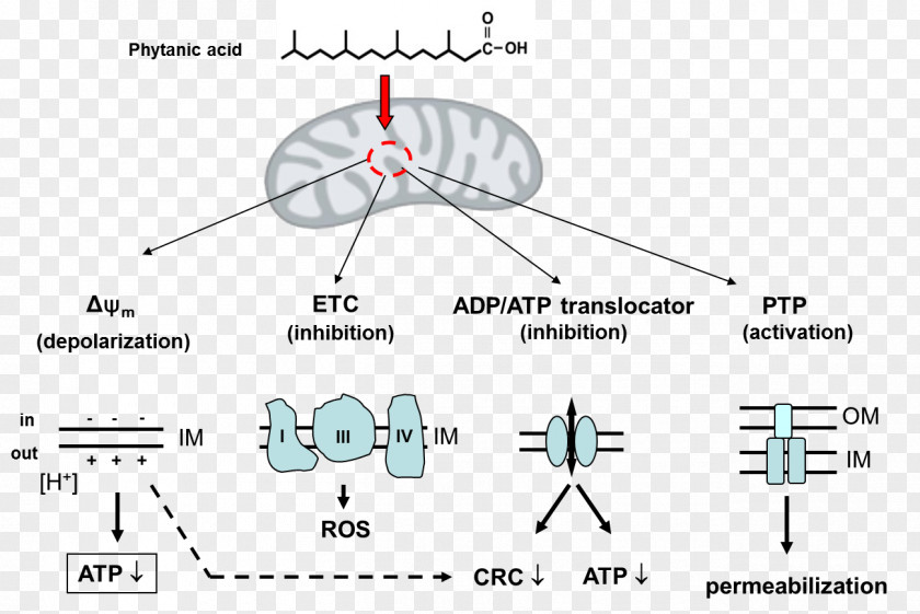 Phytanic Acid Fatty Metabolism Very Long Chain Protonophore PNG