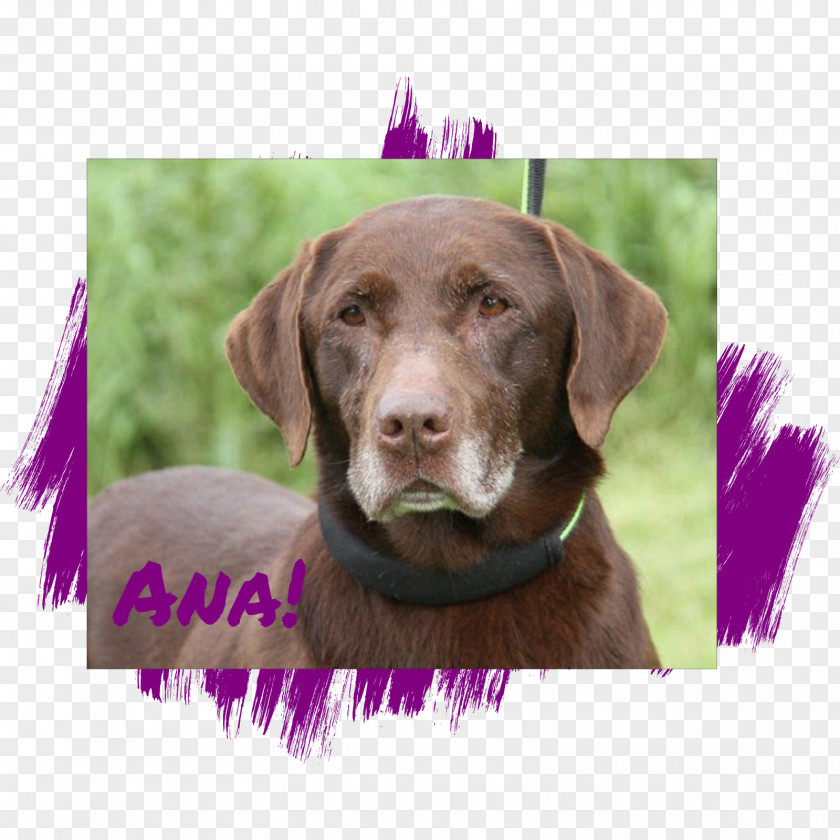 Puppy Labrador Retriever Chesapeake Bay Flat-Coated Dog Breed PNG