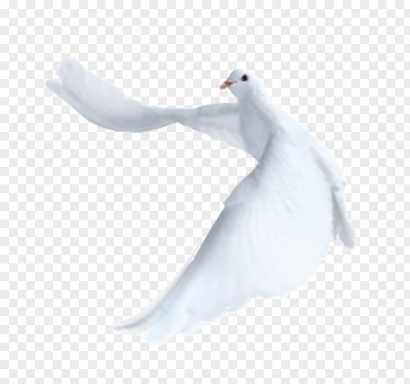 Birds Cygnini Feather Beak White Wing PNG