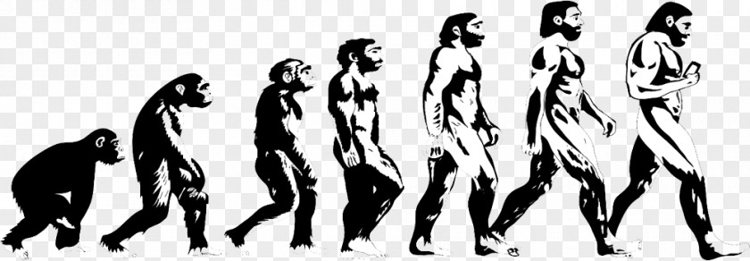 Evolution Homo Sapiens Human Great Apes Primate PNG