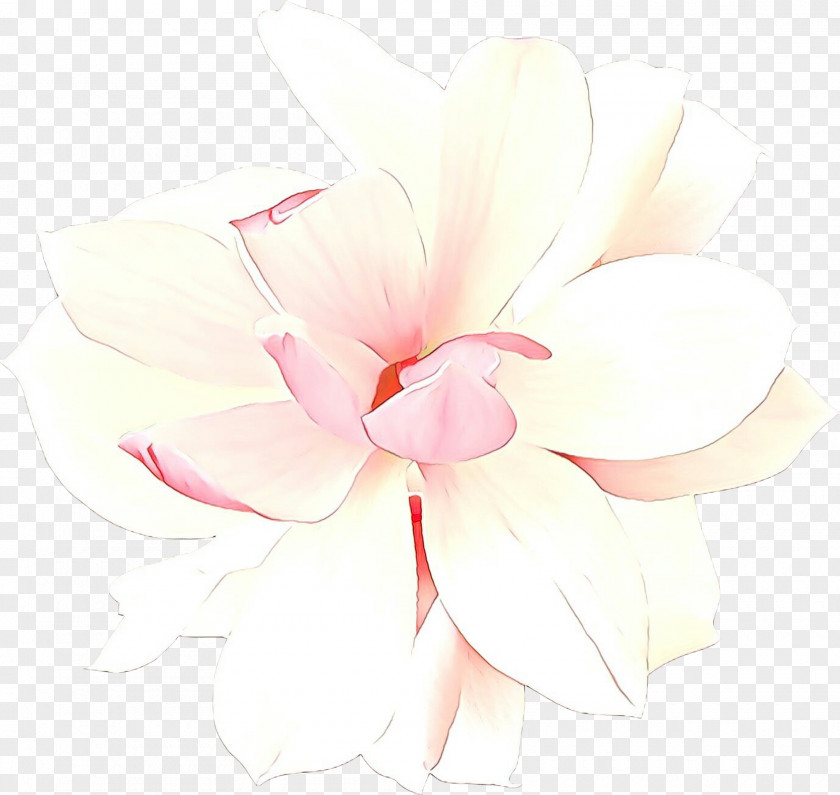 Magnolia Family White Petal Pink Flower Plant PNG
