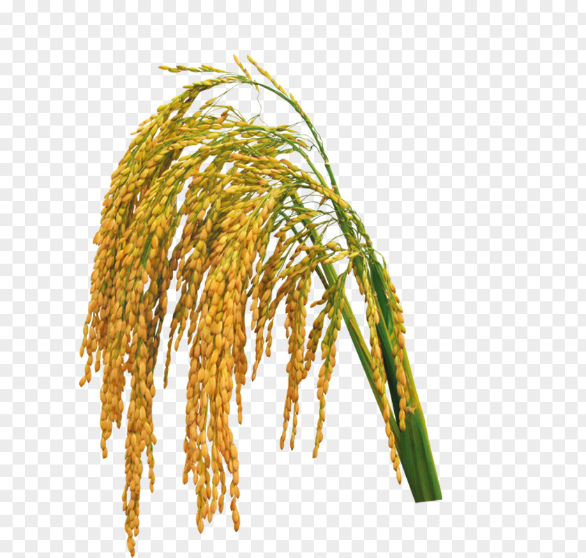 Paddy,Rice,Rice,Rice,Hedao Rice Download PNG
