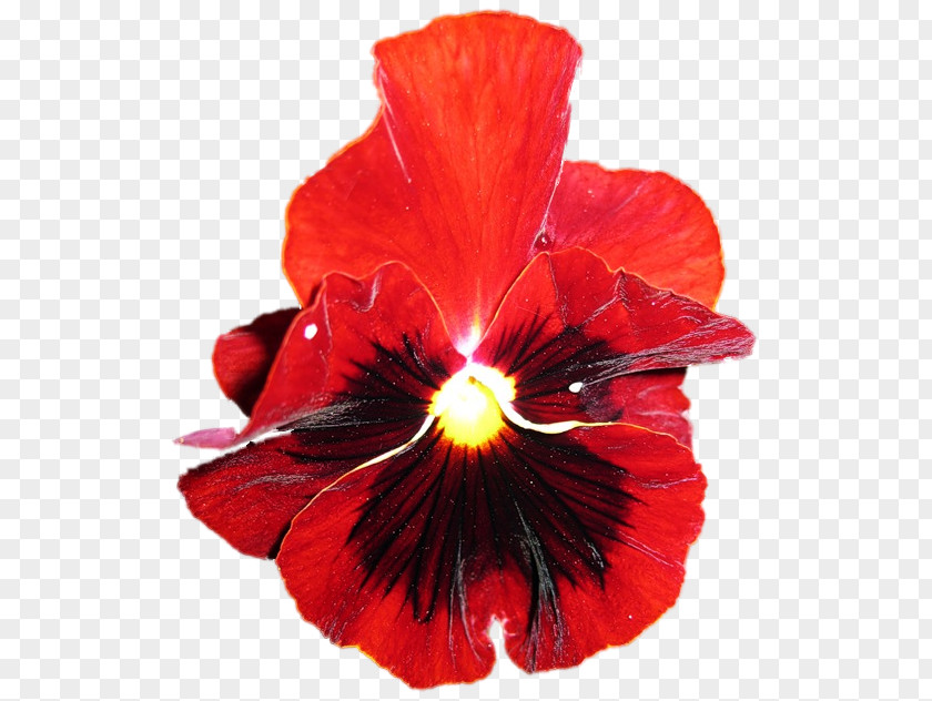 Hibiscus Pansy Petal P!nk PNG