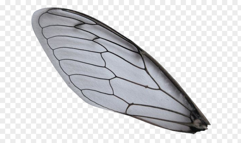 Invisible Wings Insect Wing Butterflies And Moths PNG