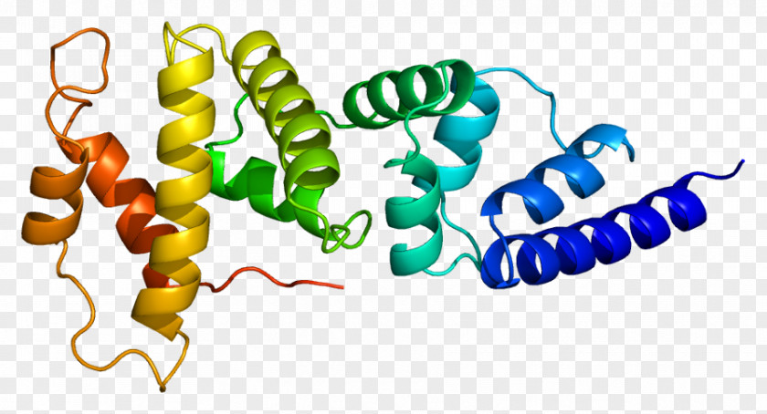 Pleckstrin Homology Domain CYTH2 Gene CYTH1 Protein PNG