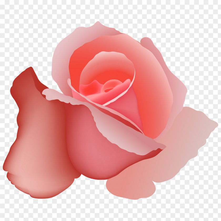 Rose Vector Graphics Euclidean Illustration Red PNG