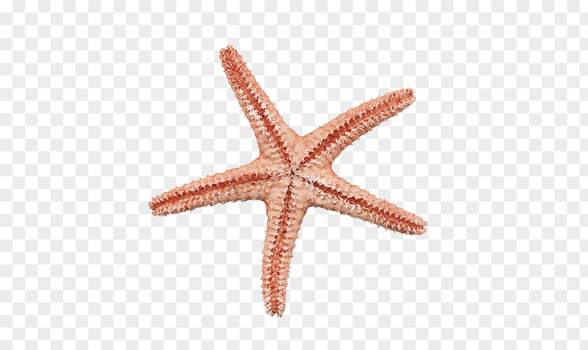 Starfish Digital Scrapbooking Clip Art PNG