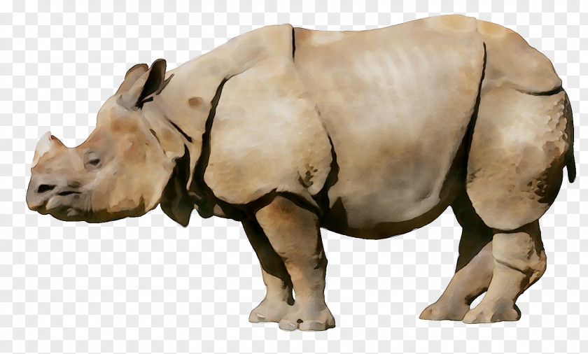 White Rhinoceros Bengali Language Video PNG