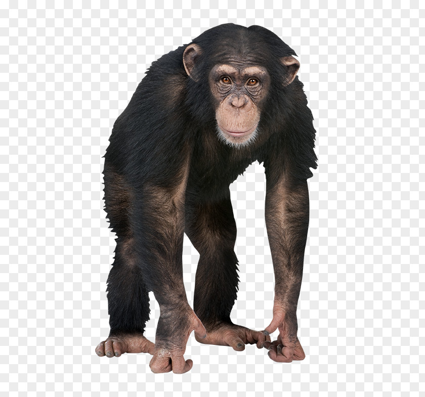 Word 4 Pics 1 Chimpanzee Caring For Your Parakeet Letter PNG