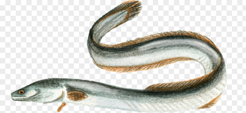 Af European Eel Electric Fish Sargasso Sea Uliveto Terme PNG