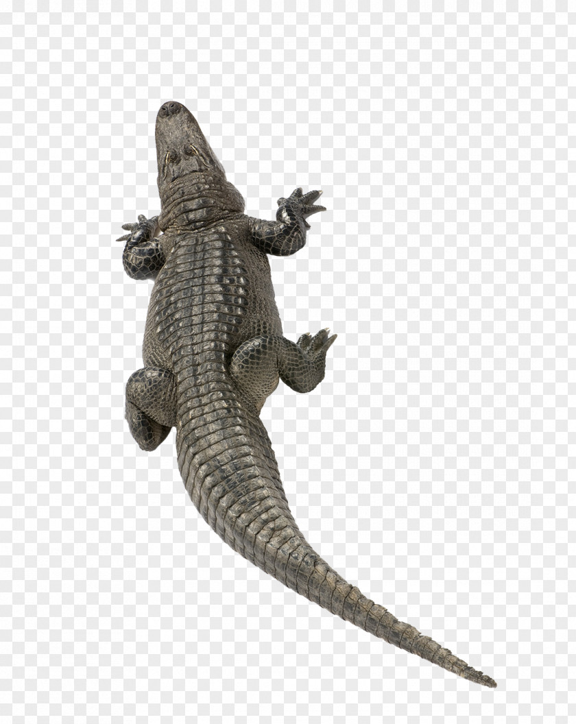 Crocodile Pictures Nile American Alligator Turtle PNG