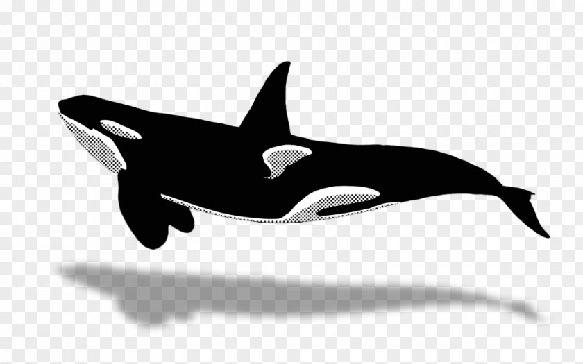 Dolphin Killer Whale Sperm Porpoise PNG whale Porpoise, dolphin clipart PNG