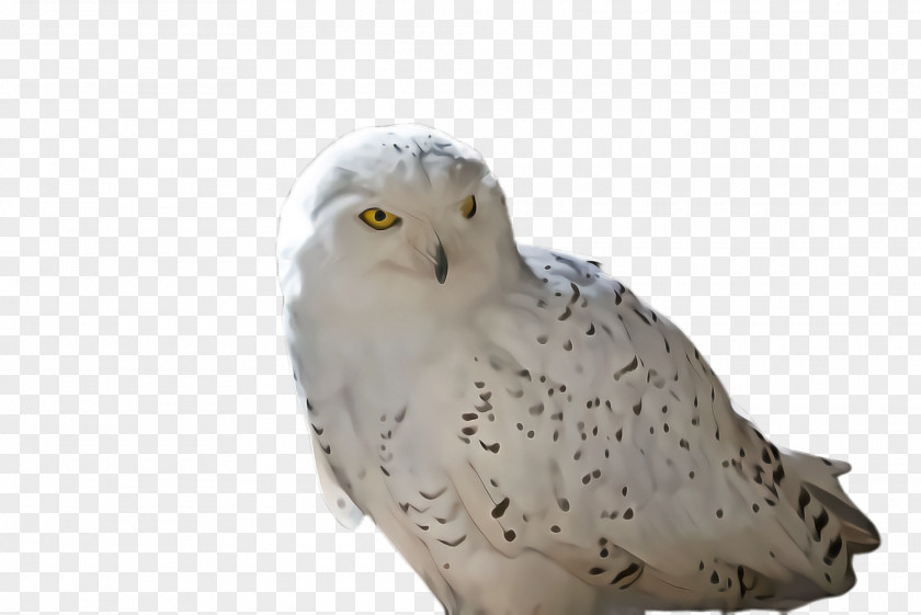 Falconiformes Beak Owl Bird Snowy Of Prey PNG