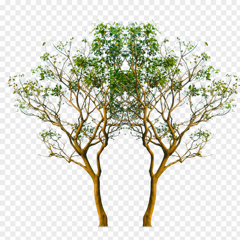 Img_tree Symbol Image Transparency Twig PNG