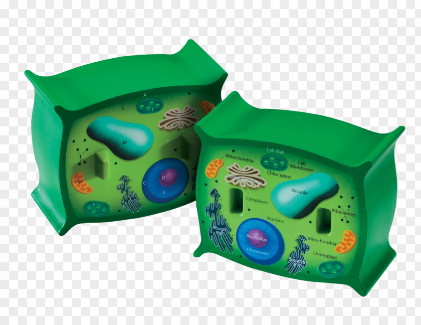 Model Cosmetics Plant Cell Cèl·lula Animal Cross Section PNG