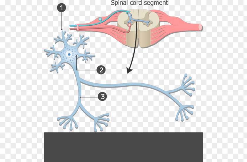 Nerve Structure Neuron Nervous System Soma Cell Human Body PNG