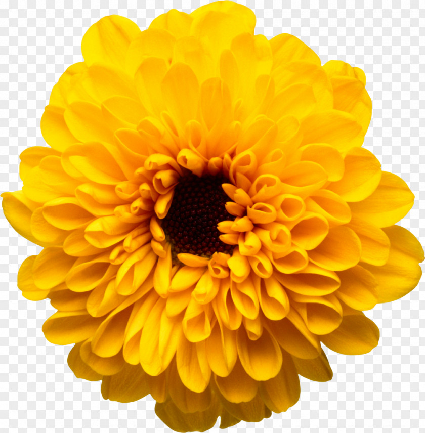 Pepermint Flower Yellow Color Chrysanthemum PNG