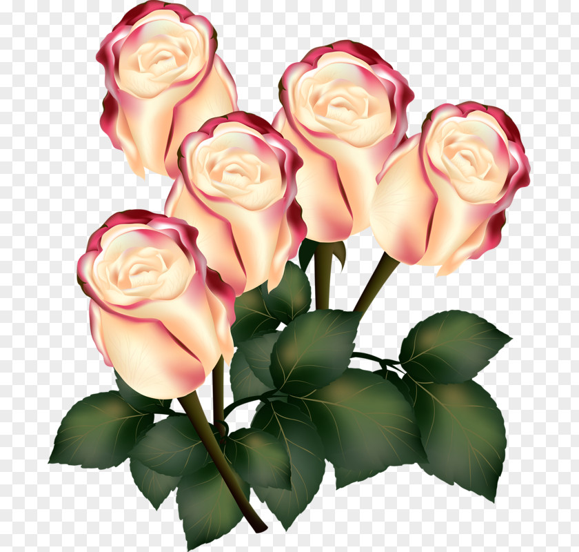 Rose Bud Flower Photography PNG