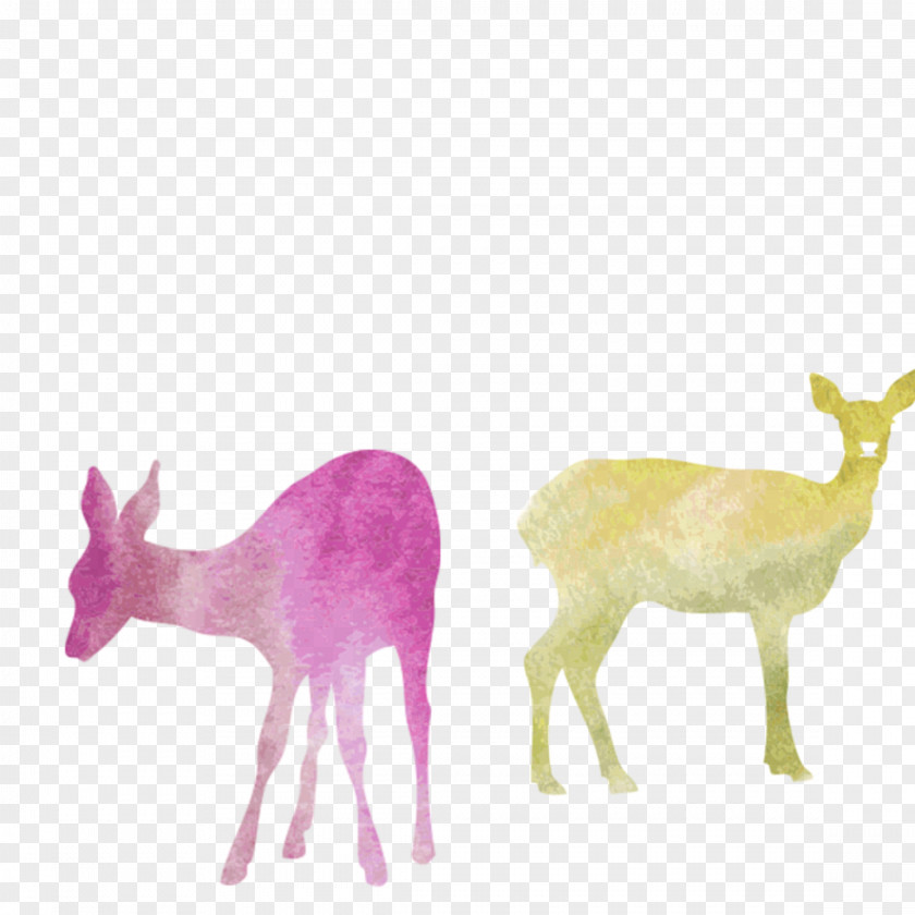 Tail Magenta Colorful Background PNG