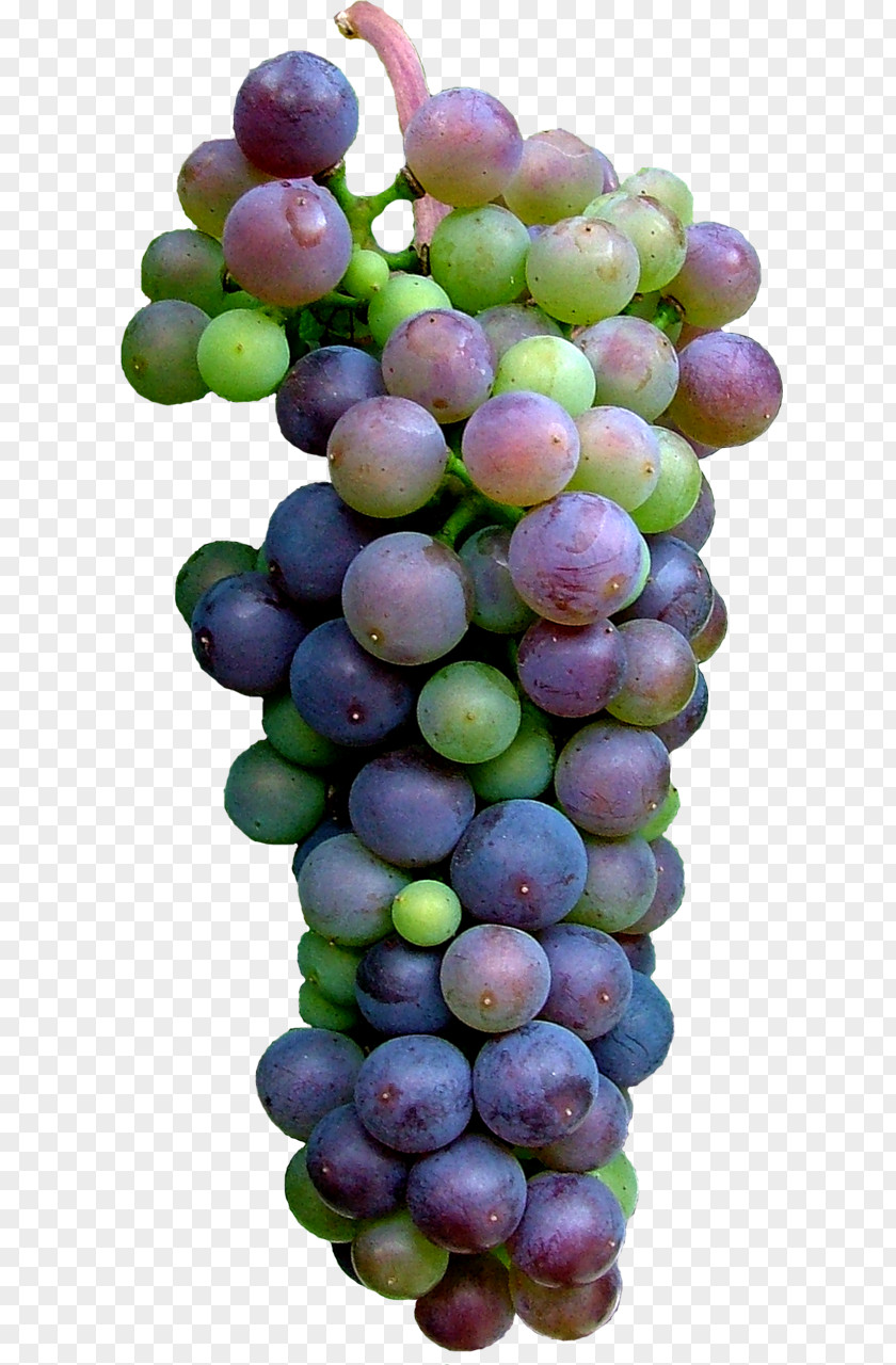 Grape Sultana Seedless Fruit Food Clip Art PNG