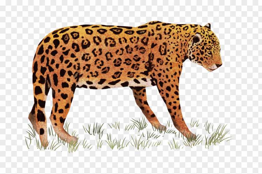 Leopard African Indian Tiger PNG