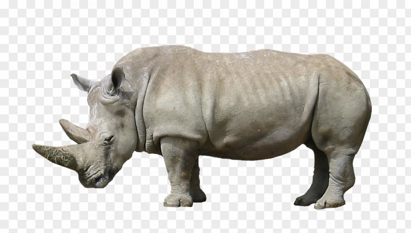 Rhino Rhinoceros Animal Wildlife Mammal PNG