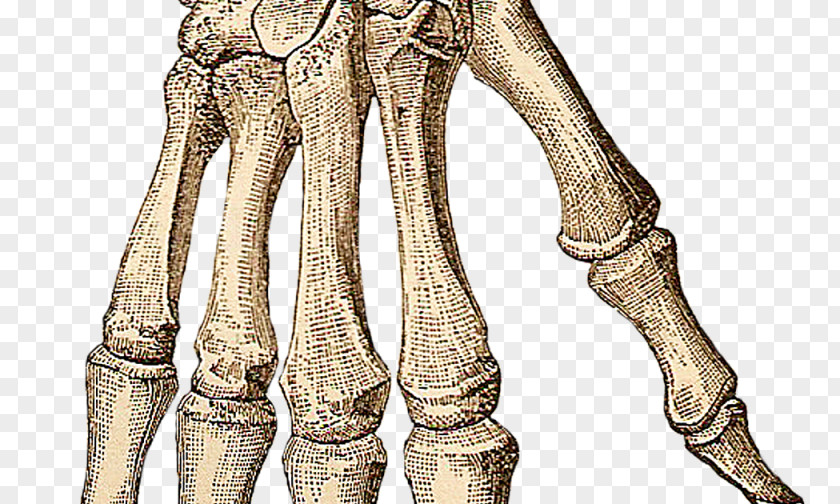 Skeleton Human Hand Clip Art Body PNG