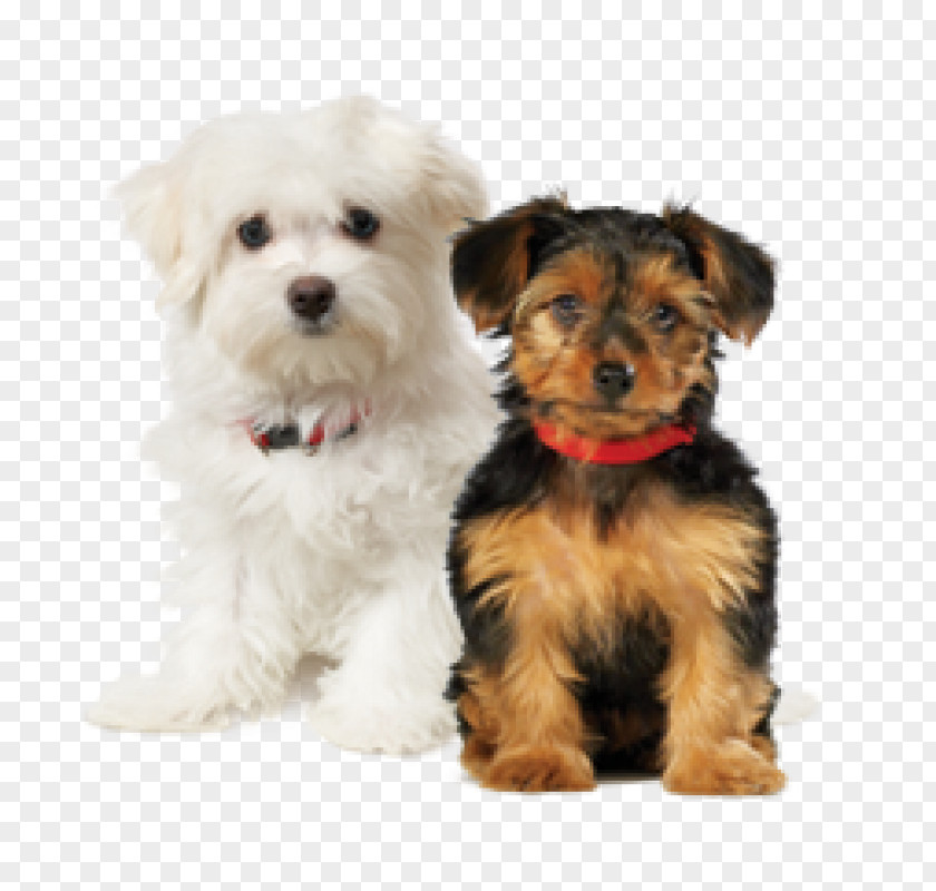 Tzu Lhasa Apso Puppy Yorkshire Terrier Cat Toy Dog PNG