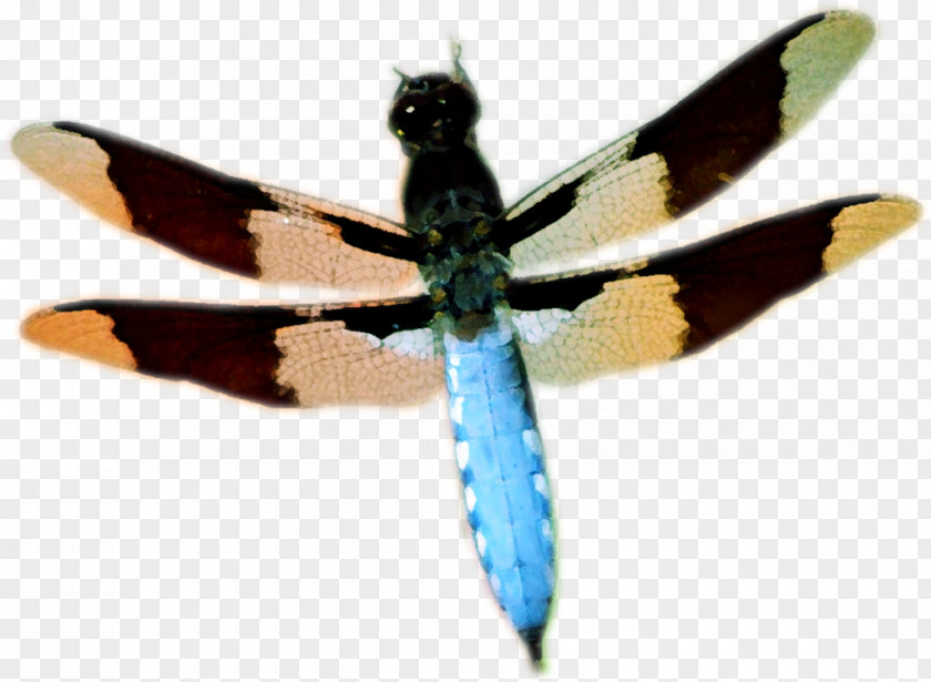Dragonfly Butterfly Insect Wing PNG