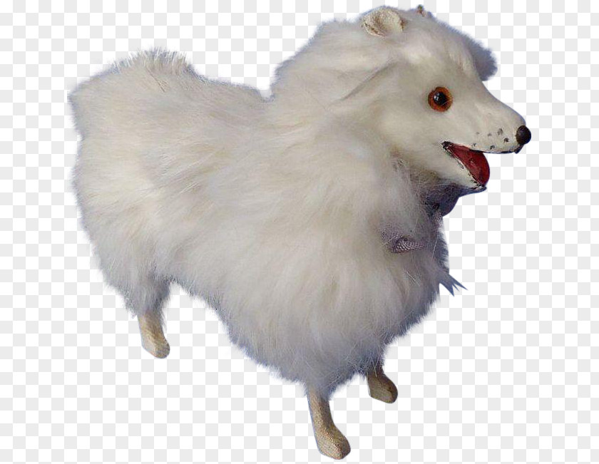 German Spitz Klein Mittel Japanese Pomeranian American Eskimo Dog PNG