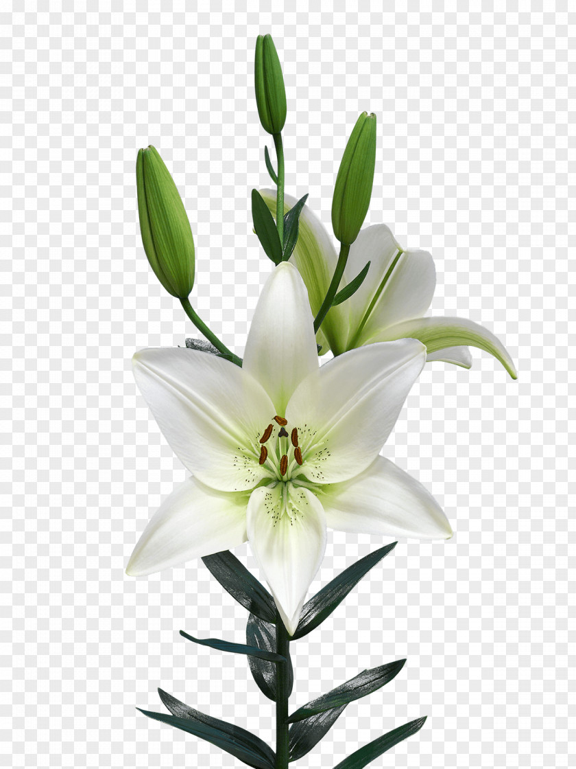 Pagani Lilium Netherlands Royal Van Zanten Flowering Plant PNG