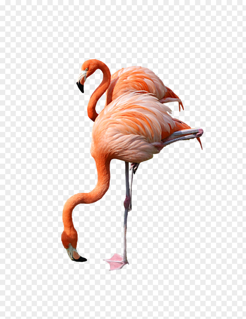 Pink Bird Flamingo Clip Art PNG