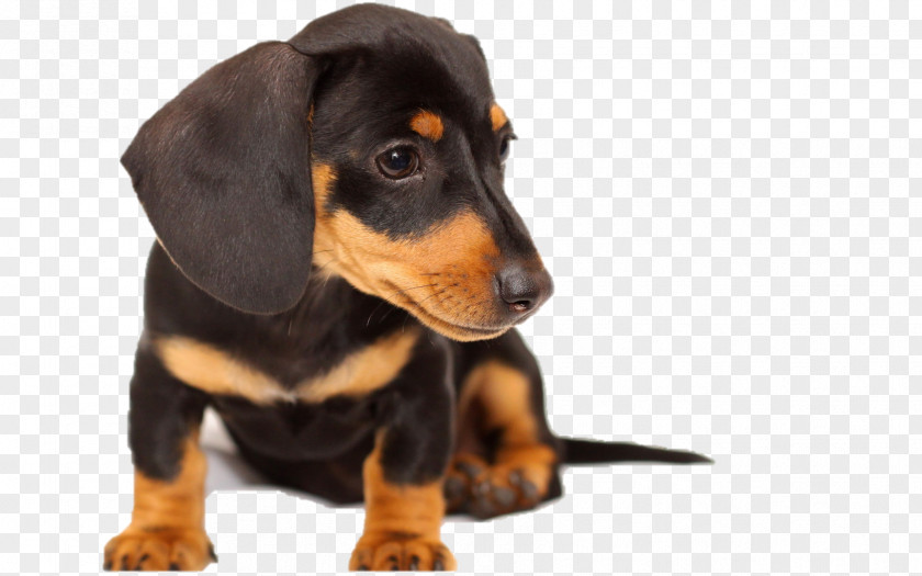 Puppy Dachshund Black And Tan Coonhound English Toy Terrier Chow PNG