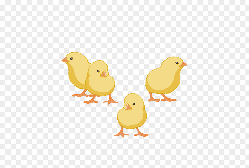 Small Yellow Chicken Yellow-hair Animal PNG