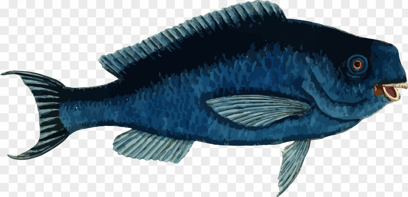Vector Fish Blue Parrotfish Clip Art PNG