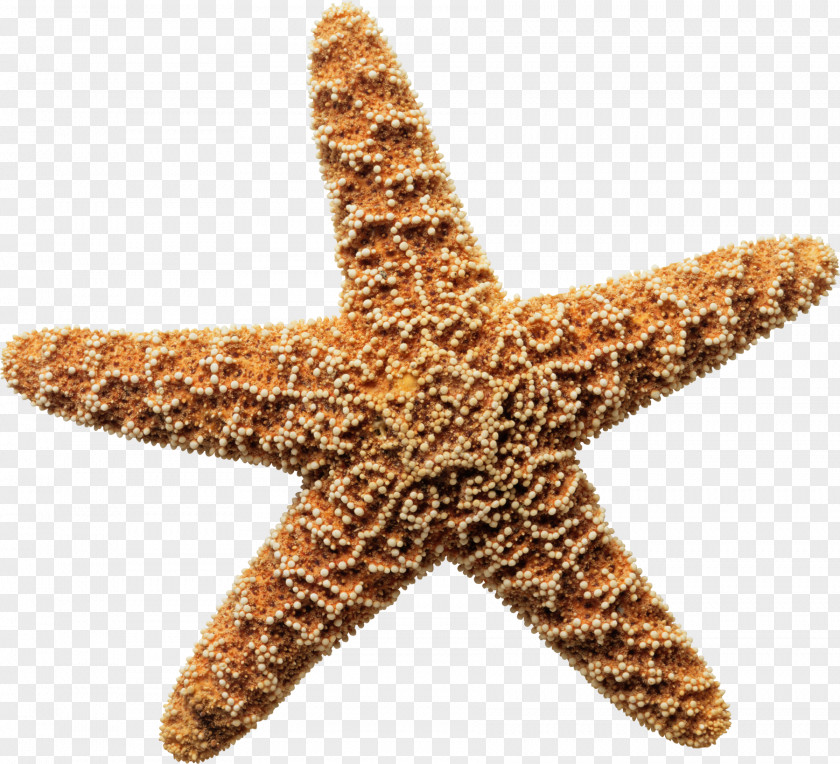 Brown Starfish Sea The Star Thrower Ocean Shore PNG