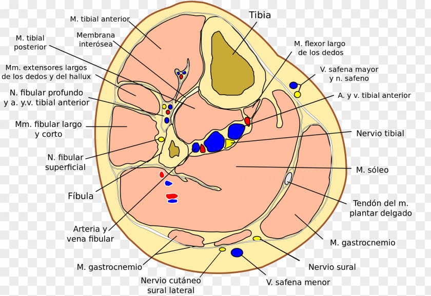 Crus Fibular Artery Human Anatomy PNG