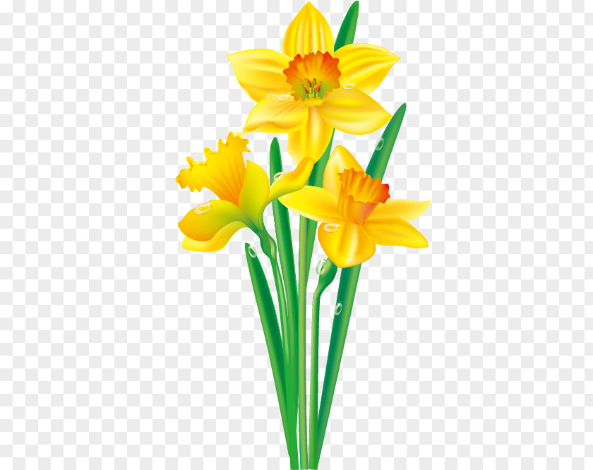 Floral Border Design Daffodil Flower Drawing Clip Art PNG