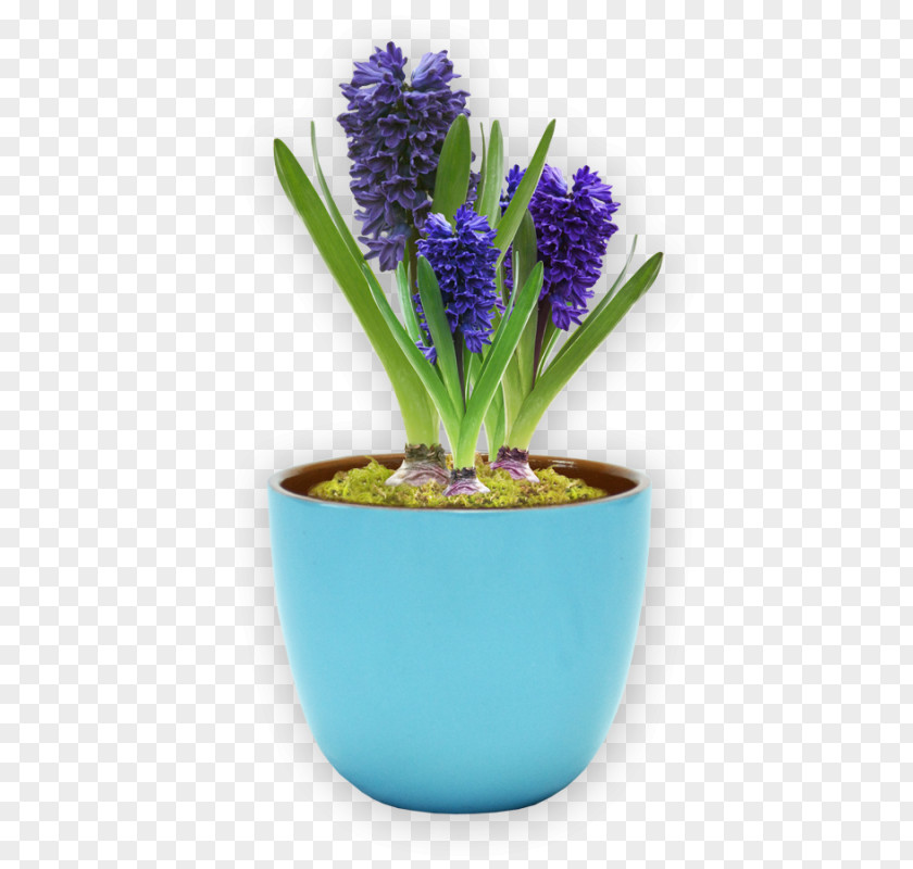 Flower Pot Flowerpot Grape Hyacinth Ceramic Blume Plant PNG