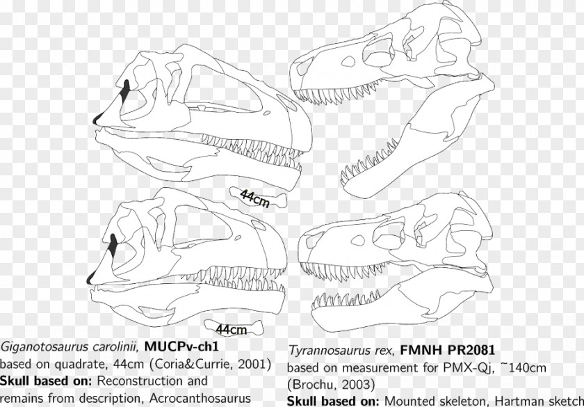 Mammal Line Art Sketch PNG