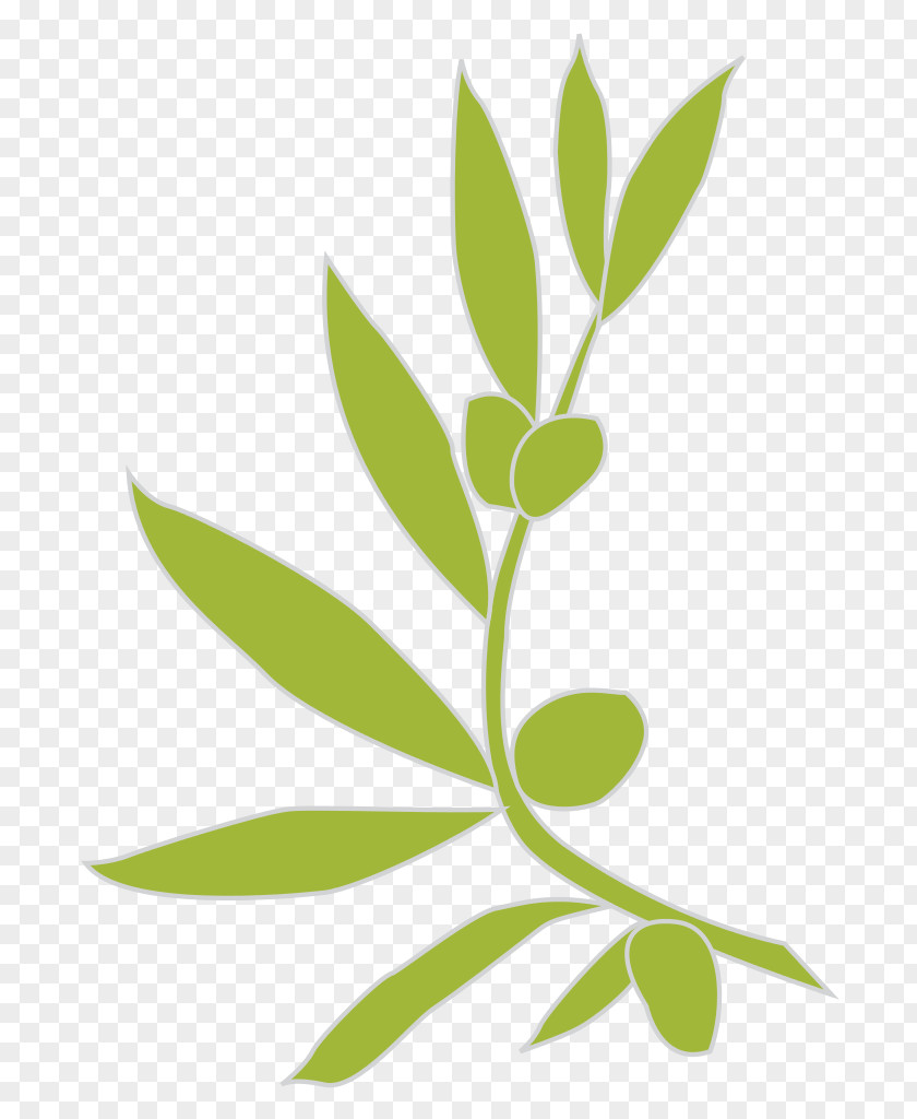 Olives Logo Olive Branch PNG