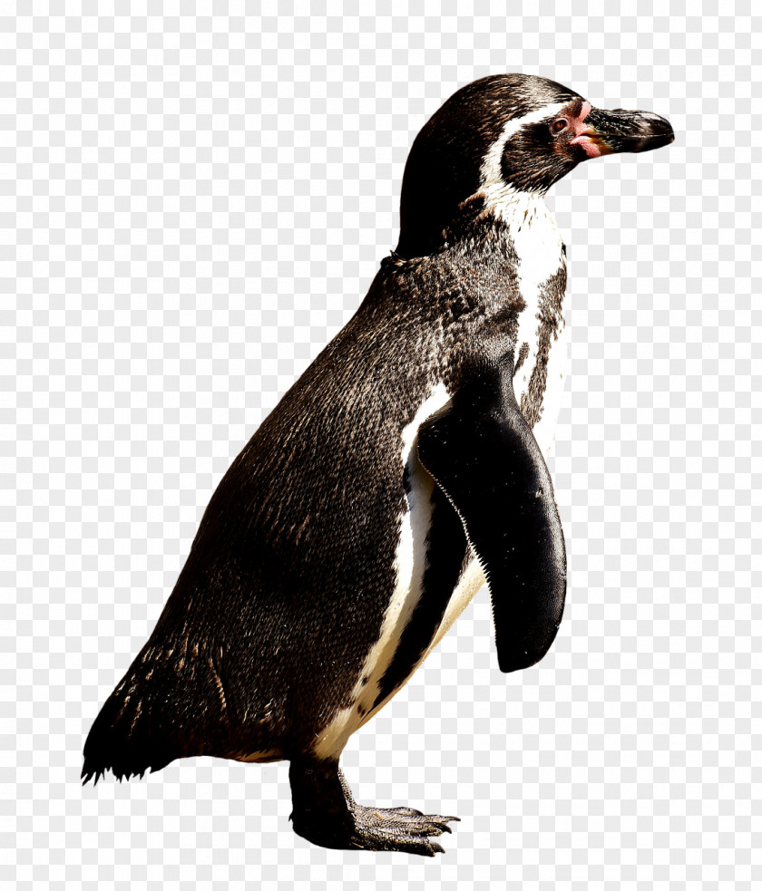 Penguin Gentoo King Clip Art PNG
