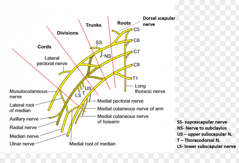 The Upper Arm Brachial Plexus Artery Axillary PNG