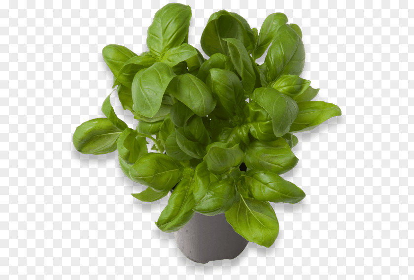 Basil Mockup Greens PNG