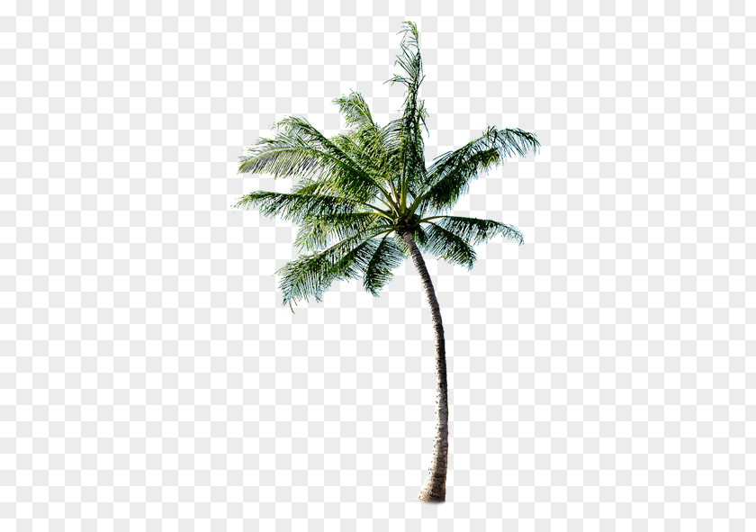 Coconut Tree Beach PNG
