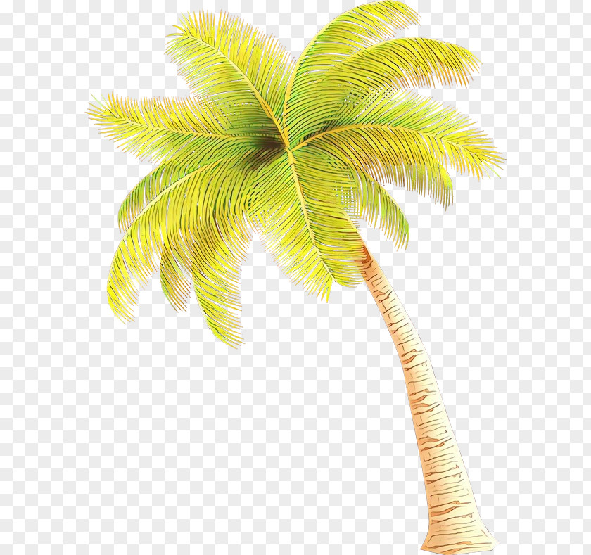 Desert Palm Terrestrial Plant Date Tree Leaf PNG