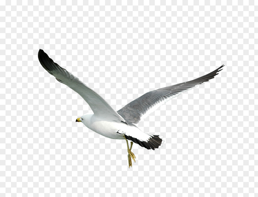 Eagle Fly Bird Gulls PNG